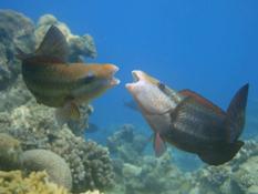 Perroquets de Mayotte