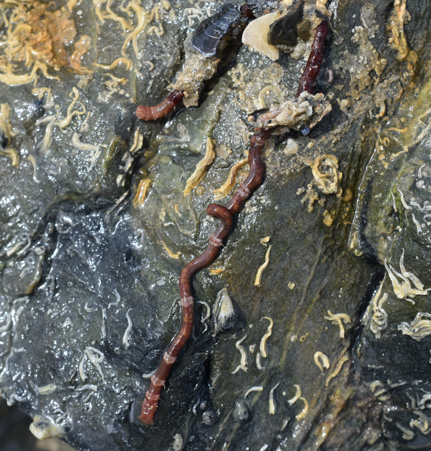 Petaloproctus terricolus