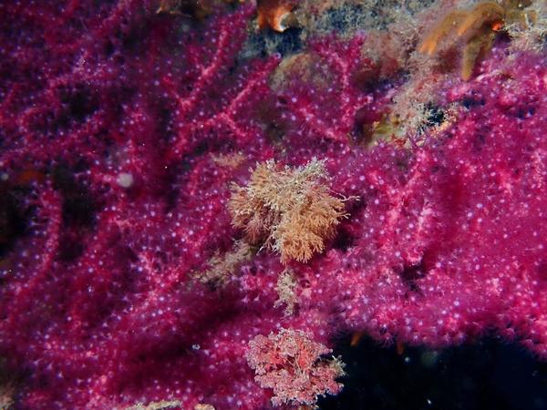 Petit bryozoaire à identifier