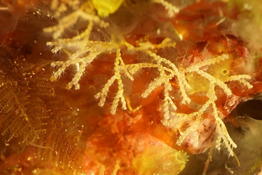 Petit bryozoaire arbustif