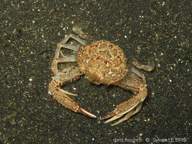 Petit crabe