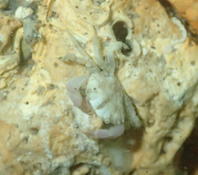 petit crabe à Sète