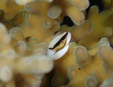 petit crabe blanc à bande noire?