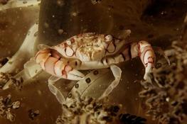 Petit crabe Borneo