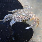 Petit crabe cendré au bord d'une plage