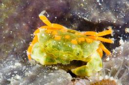 Petit crabe coloré