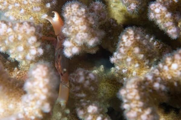 petit crabe dans Pocillopora