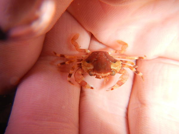 Petit crabe du Maërl