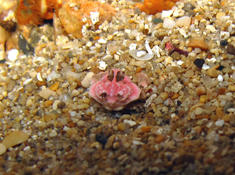 Petit crabe Ebalia