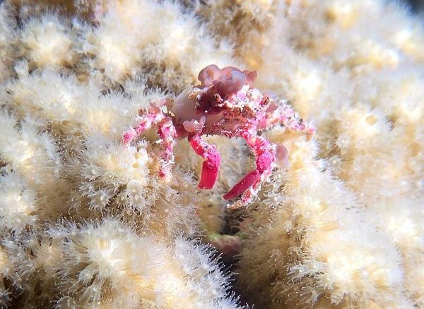 Petit crabe en Martinique