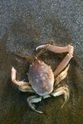 Petit crabe trouvé sur plage des cotes d'Armor avril 2011