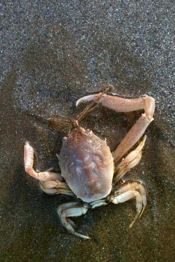 Un Petit Crabe Jaune Se Repose Sur Le Sable Crabe Sur Le Thème De Plage, De  Voyage Et De Vacances Photo stock - Image du griffe, viande: 154765030