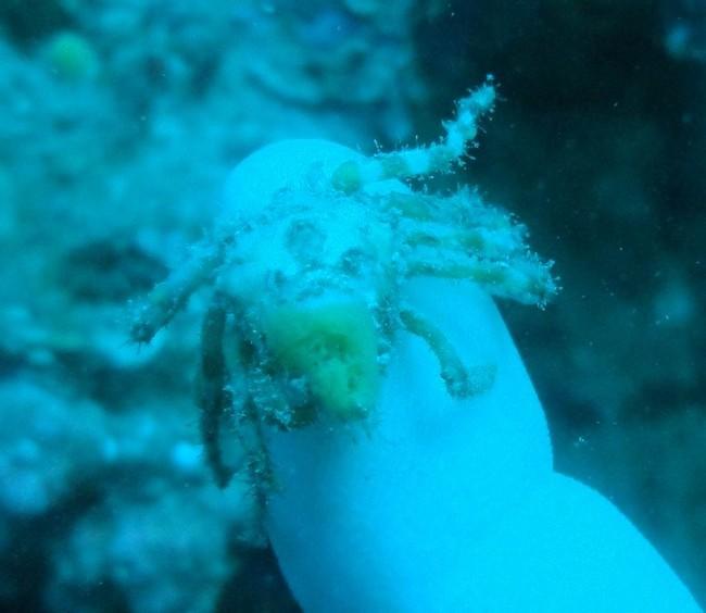 Petit crustacé sur le Cap d'Agde