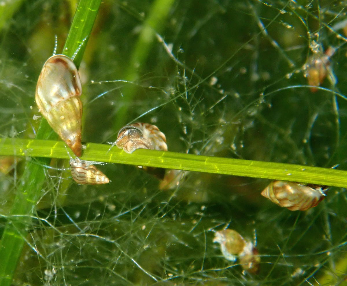 Petit escargot marin (gastéropode prosobranche) de l'étang de Berre