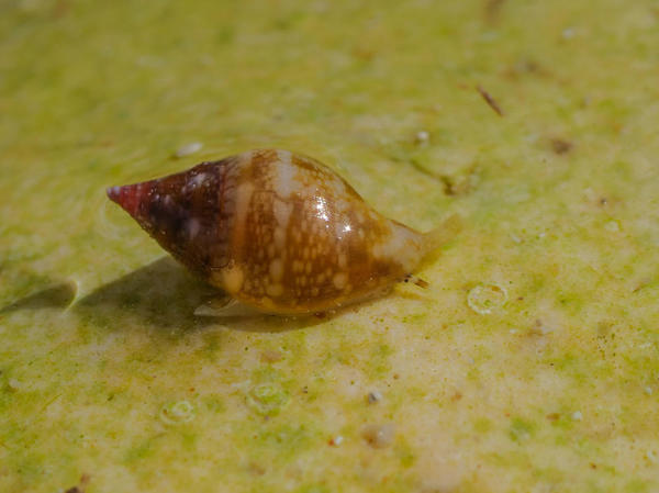 Petit escargot marin. Qui est-il ?