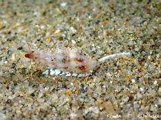 Petit escargot sur le sable de nuit