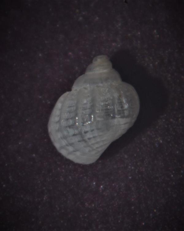 Petit gasteropode breton à identifier