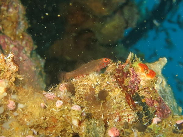 Petit gobie de mer Rouge