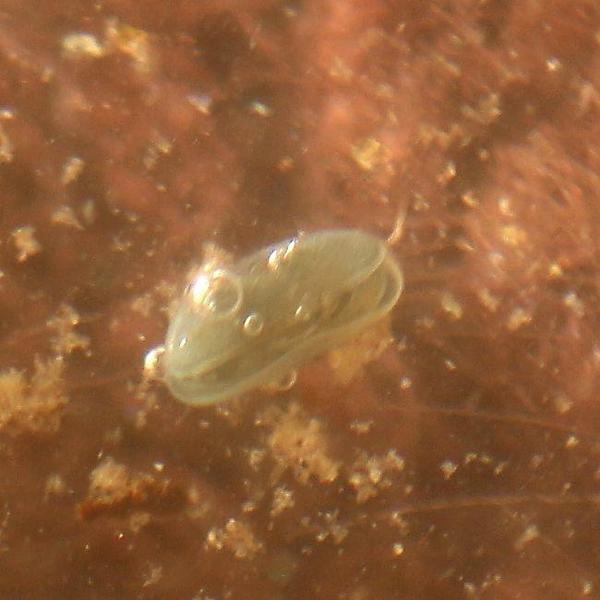 petit grain de sable - eau douce