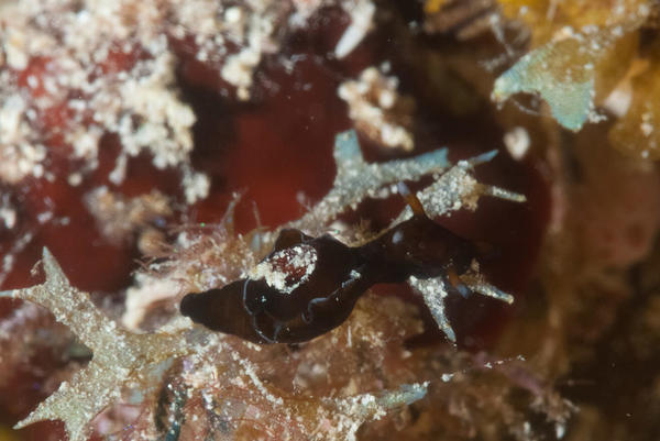 Petit lièvre de mer de Nouvelle-Calédonie