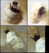 Petit mollusque corse