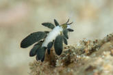 Petit nudibranche