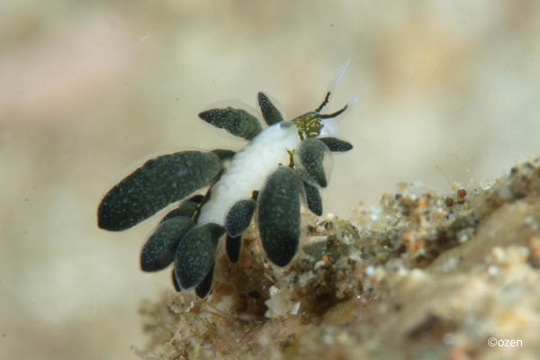 Petit nudibranche