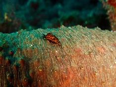 Petit nudibranche orange