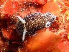 Petit nudibranche, très rare à Cassis