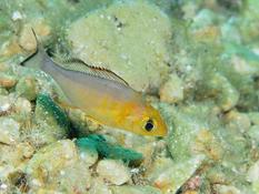 Petit poisson?