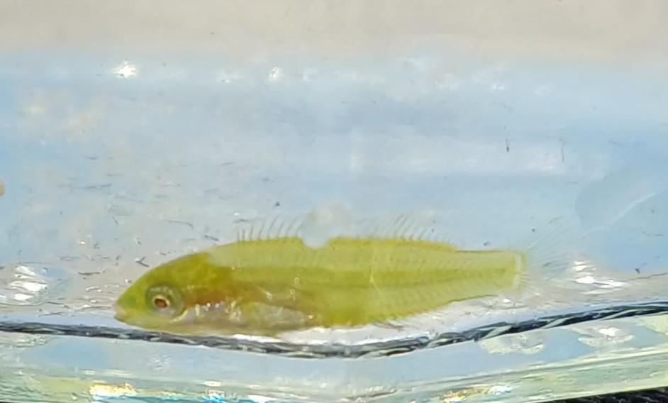 petit poisson 