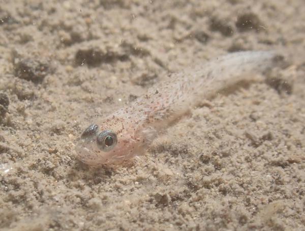 Petit poisson à determiner