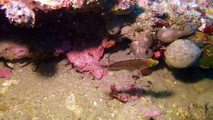Petit poisson avec de belles couleurs inconnu ?