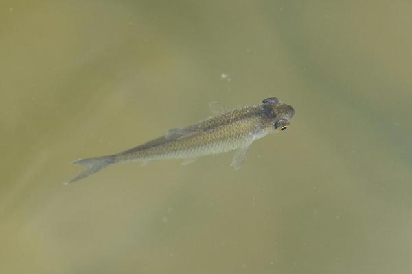 Petit poisson d'eau douce (lac)