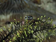 Petit poisson dans les crinoïdes