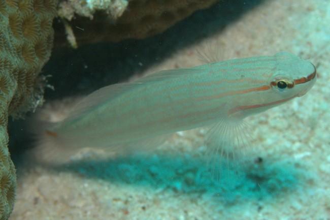 Petit poisson de Bornéo