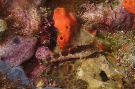 Petit poisson de Martinique