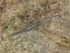Petit poisson du littoral bandolais
