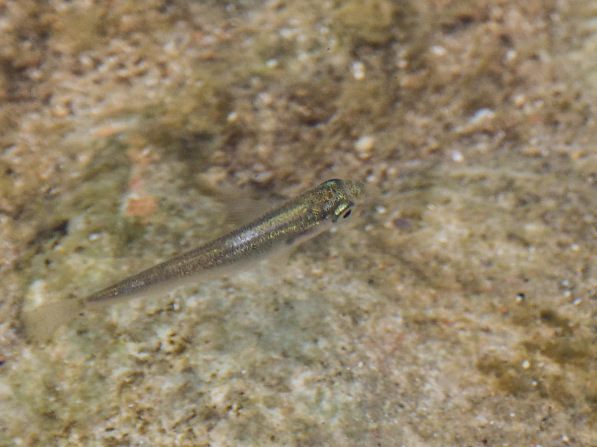 Petit poisson du littoral bandolais