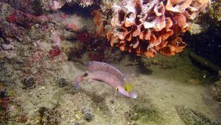 Petit poisson inconnu de Méditerranée ?