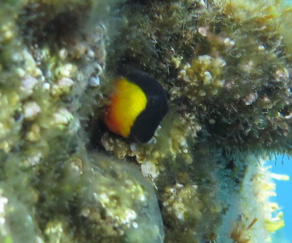 Petit poisson jaune et noir dans une trou 