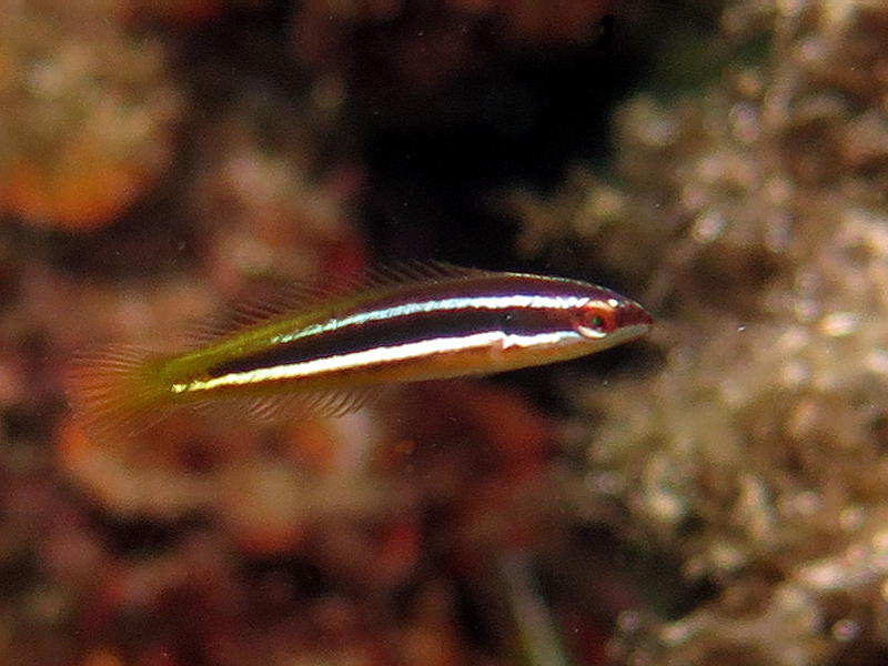 Petit poisson méditerranéen