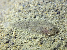 Petit poisson plat au Grau-du-Roi