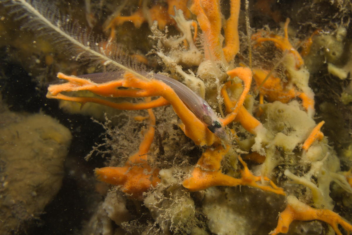 Petit poisson serpentiforme rosé