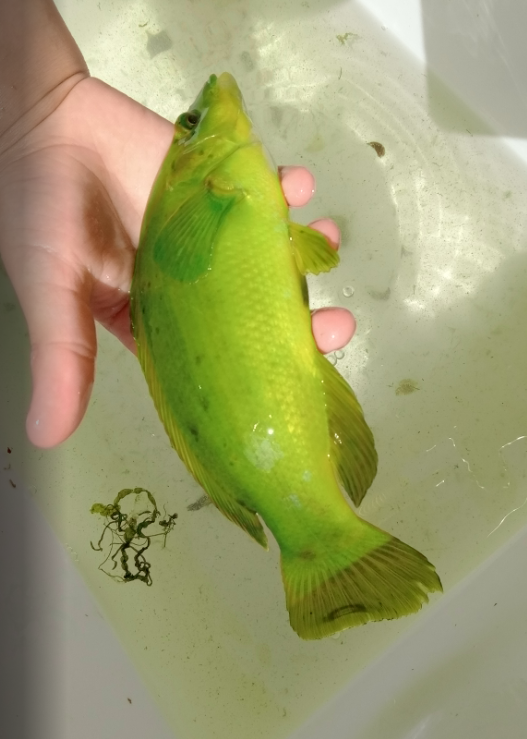 <p>Bonjour, je viens de trouver le même type de poisson aujourd'hui dans le Finistère à l'embouchure de l'Odet. Moi qui n'y connais rien en poisson...
