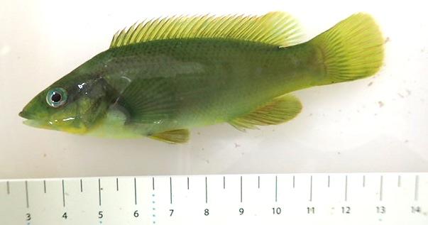 <p>Bonjour,</p><p>dans la série des petits poissons verts hors Méditerranée, voici un nouveau cliché. Une dizaine de cm de long. Trouvé en bas d'es...