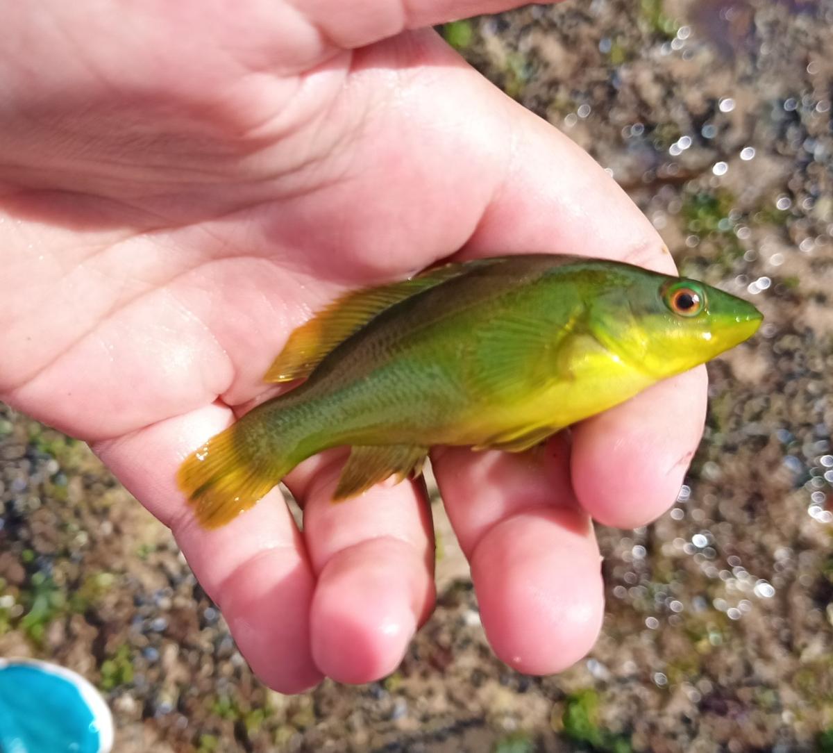 <p>Bonjour,</p><p>Je viens de tomber sur vos échanges alors que je cherché à identifier ce joli petit poissons vert.</p><p>Cet été 2021 (juillet),...