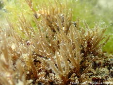 Petite algue dressée de l'étang de Berre