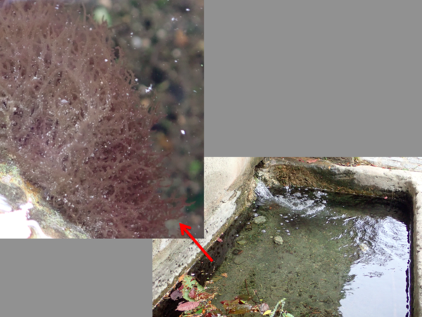 Petite algue rouge d'eau douce gluante à identifier