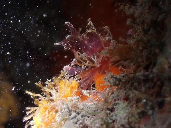 Petite algue rouge translucide